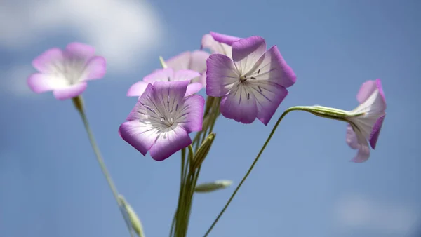 Καλαμποκόκοκι Αγροστέμμα Githago Ροζ Λουλούδι — Φωτογραφία Αρχείου