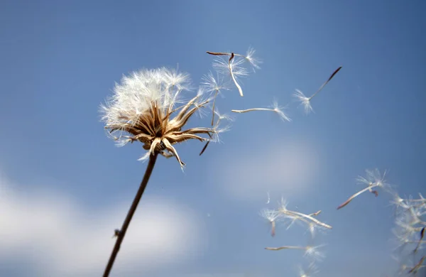 Flying Dandelion Seeds Macro Abstract — Stock Photo, Image