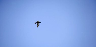 Gökyüzünde uçan güvercin