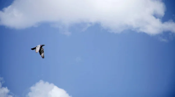 Pomba Voando Céu — Fotografia de Stock