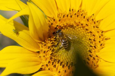 Bir ayçiçeğinden polen toplayan bal arısı. 