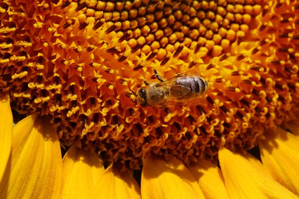 Abeille Miel Recueillant Pollen Tournesol — Photo