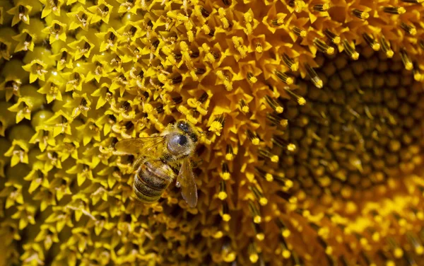 Honingbij Het Verzamelen Van Stuifmeel Uit Een Zonnebloem — Stockfoto