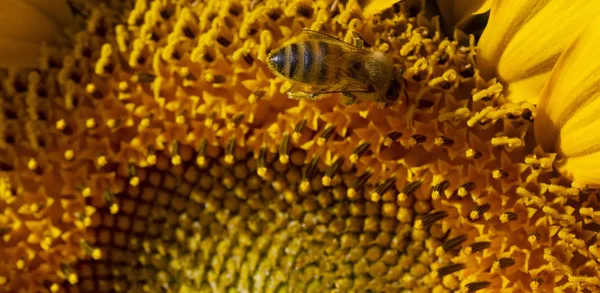 Honeybee Zbierając Pyłek Słonecznika — Zdjęcie stockowe