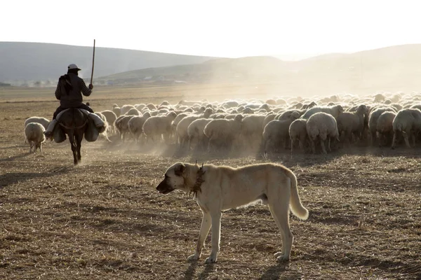 Grazende Schapen Herder Herdershond — Stockfoto