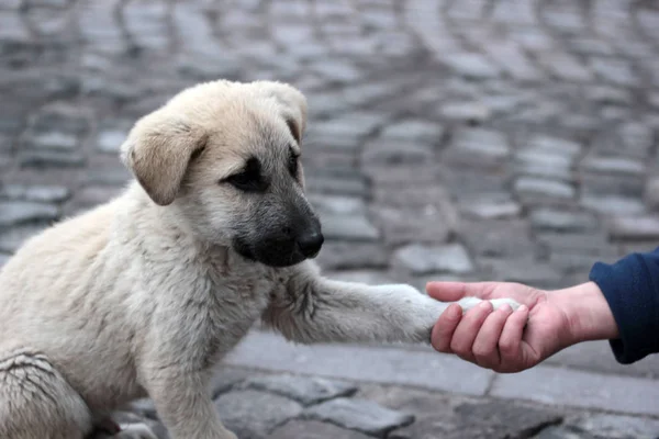 Hand holding a paw of dog. Innocence.