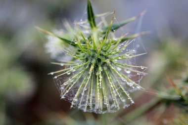 Burdock (Arctium eksi), su damlaları ve örümcek ağı