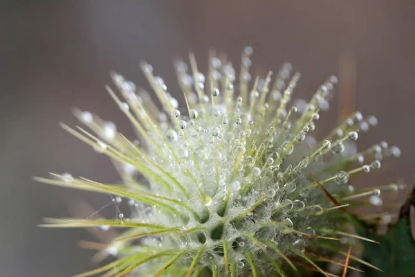 Kardborre Arctium Vattendroppar Och Spindelväv — Stockfoto