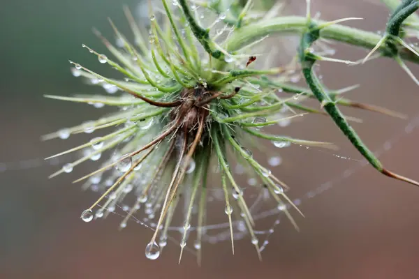 Burdock Arctium Waterdrops Spider Web — Stock Photo, Image