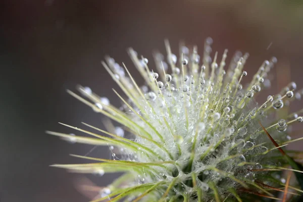 Burdock Arctium Waterdrops Spider Web — Stock Photo, Image