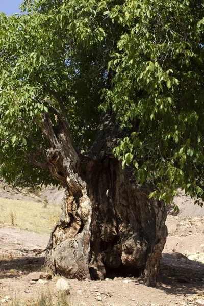 Single old and  large walnut tree