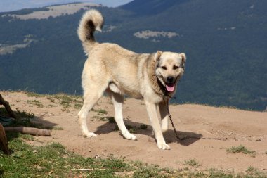 Agresif Anadolu Çoban Köpeği - Sivas Kangal.