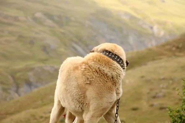 Aggressive Anatolian Shepherd Dog Sivas Kangal — Stock Photo, Image