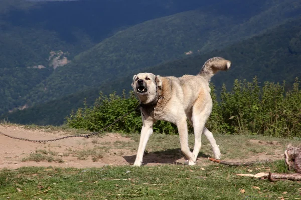 Aggressive Anatolian Shepherd Dog Sivas Kangal — Stock Photo, Image