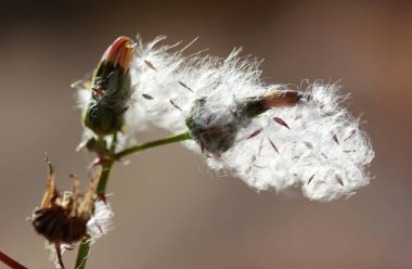 Uçan karahindiba tohumu, makro soyut 