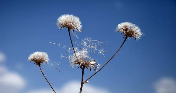 Flying Dandelion Seeds Macro Abstract — Stock Photo, Image