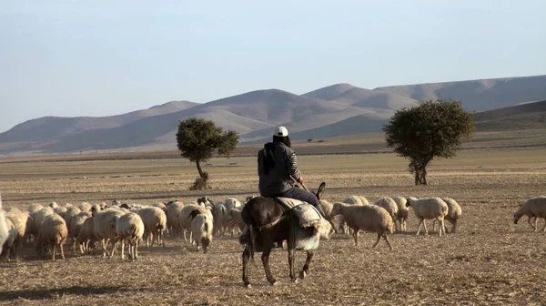 Pastviny Stádo Ovcí Pastýře — Stock fotografie