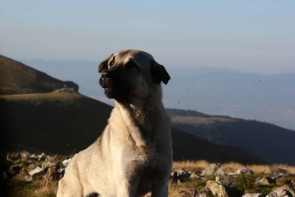 Perro Pastor Anatolia Agresivo Sivas Kangal —  Fotos de Stock