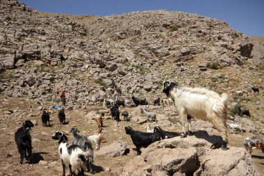 otlakta otlayan keçi sürüsi
