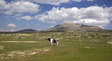 Dağ çayırında otlatma.