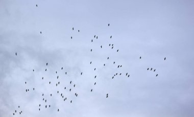 sonbaharda göç eden leylek sürüsü