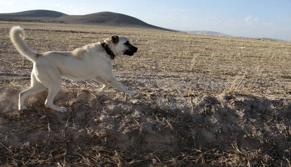 Aggressive Anatolian Shepherd Dog Sivas Kangal — Stock Photo, Image