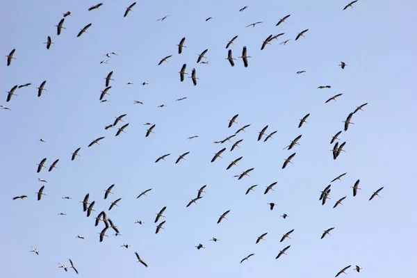 秋に移動するコウノトリの群れ — ストック写真