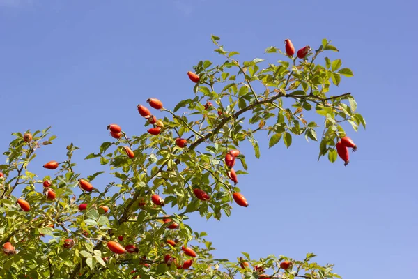 Hanches Roses Ciel Bleu — Photo