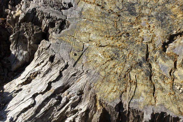 Harz Auf Geschnittener Kiefer Holz Textur Hintergrund — Stockfoto