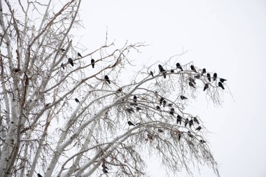 Ağaç dalı arkaplanındaki kargalar