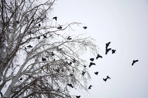 Cuervos Sobre Fondo Rama Árbol — Foto de Stock