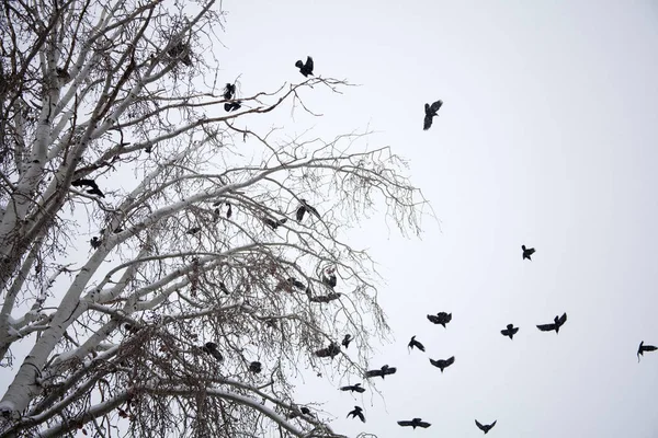 Cuervos Sobre Fondo Rama Árbol — Foto de Stock