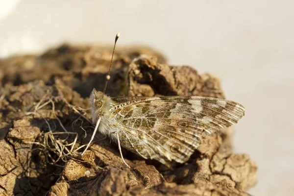 Πεταλούδα Σκώρος Την Άνοιξη Φτερό Και Μάτι — Φωτογραφία Αρχείου