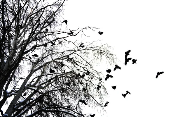 Crows Tree Branch Background — Stock Photo, Image