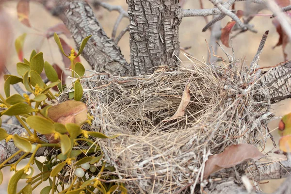 Bird Nest Tree Branch — Stock Photo, Image