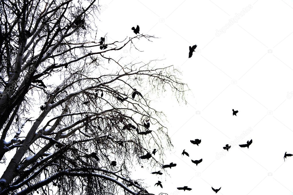 crows on tree branch background