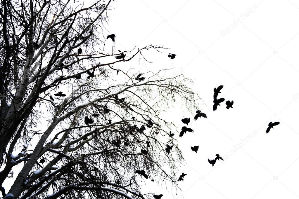 crows on tree branch background