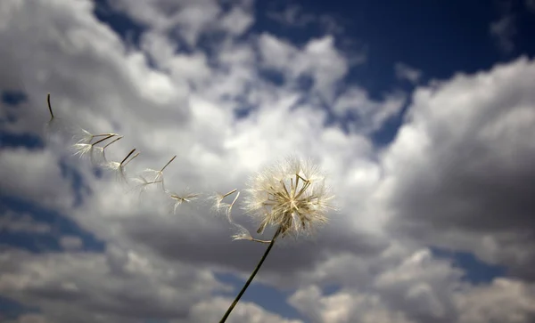 Cloudy Sky Dandelion Seeds — Stock Photo, Image