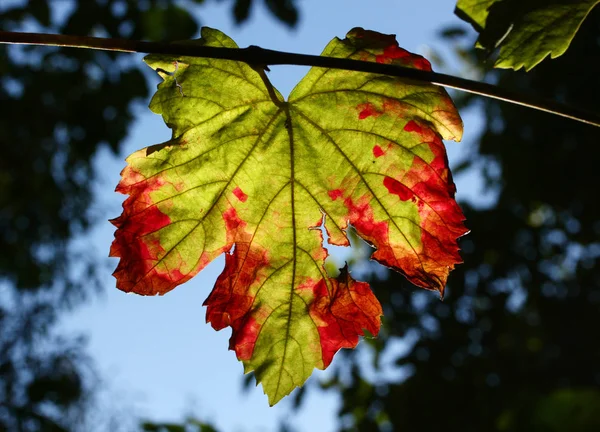 Colors Vine Leaves Autumn — ストック写真