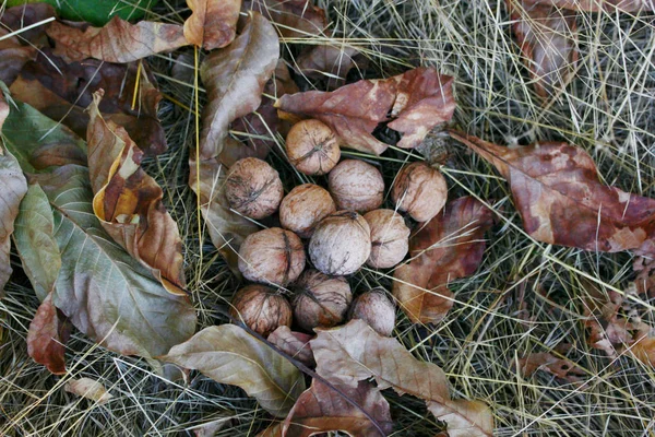 Walnüsse Auf Trockenem Gras Herbst — Stockfoto