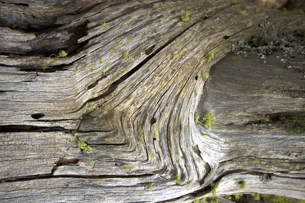 Arka Plan Olarak Çam Ağacının Kabuğu — Stok fotoğraf