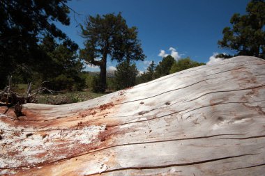Arka plan olarak çam ağacının kabuğu 