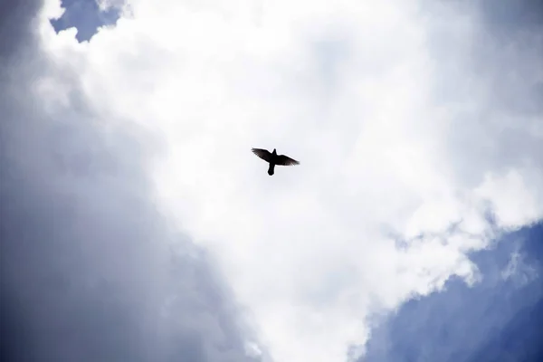 Duif Vliegen Bewolkte Lucht — Stockfoto