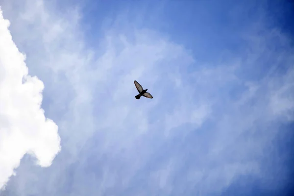 Holubice Letící Zamračené Obloze — Stock fotografie