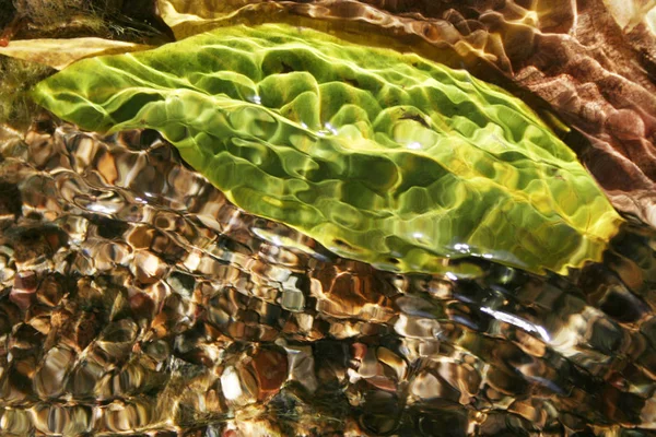 Zielony Liść Wodzie — Zdjęcie stockowe