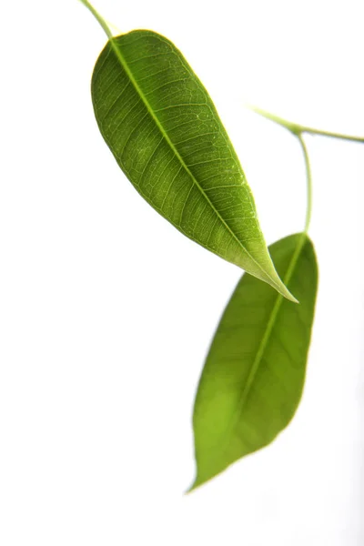 緑色の葉を持つフィカス ベンジャミナは白い背景に隔離されています — ストック写真
