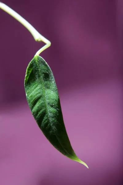 Ficus Benjamina Groen Blad Achtergrond — Stockfoto