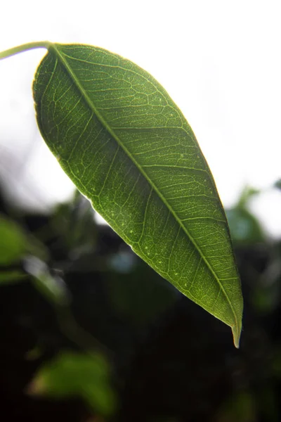 Ficus Benjamina Zielone Liście Tło — Zdjęcie stockowe