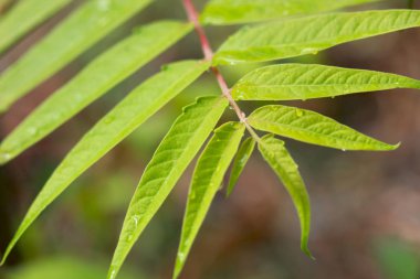Ailanthus altissima yaprakları, yaz soyut arkaplanı. 