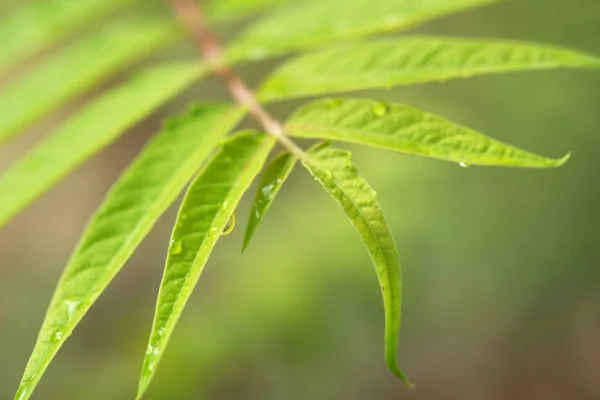 Ailanthus Altissima Blätter Sommer Abstrakter Hintergrund — Stockfoto
